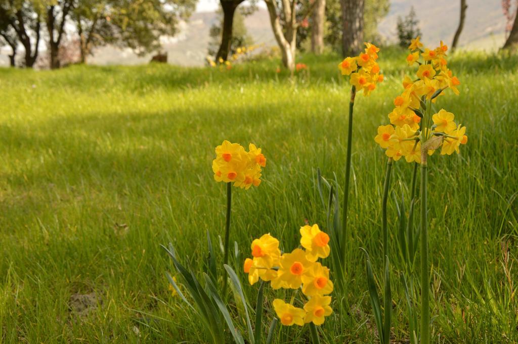 Agriturismo Riparossa Allerona Exteriér fotografie